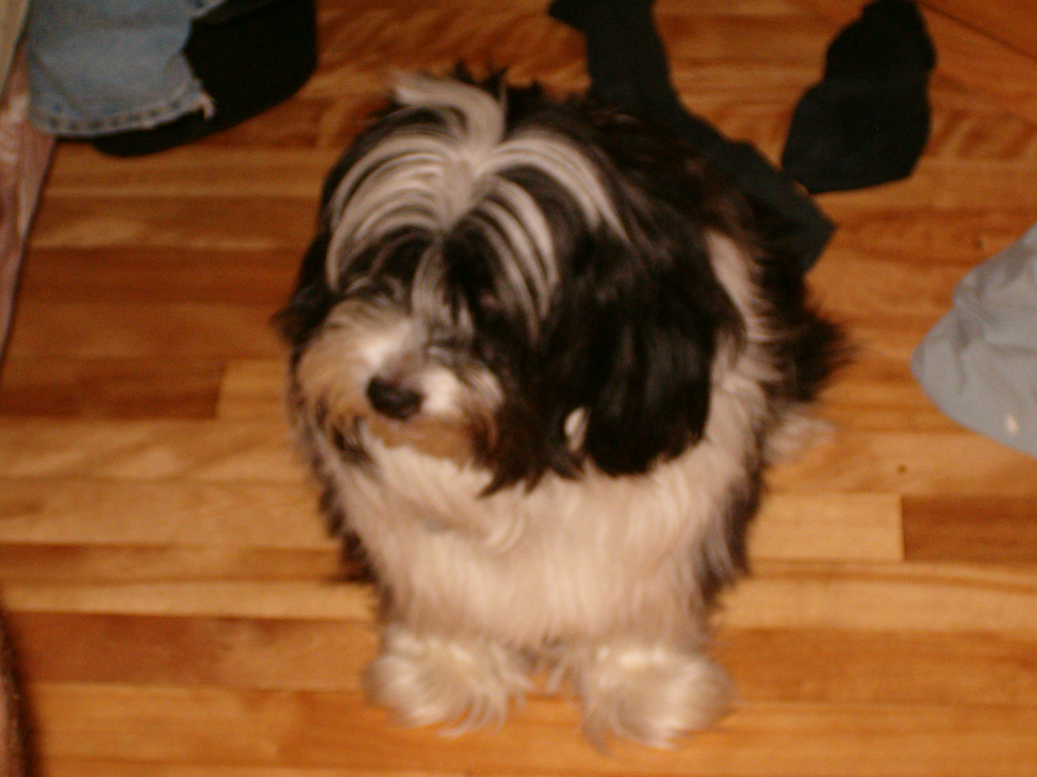 sammy.jpg